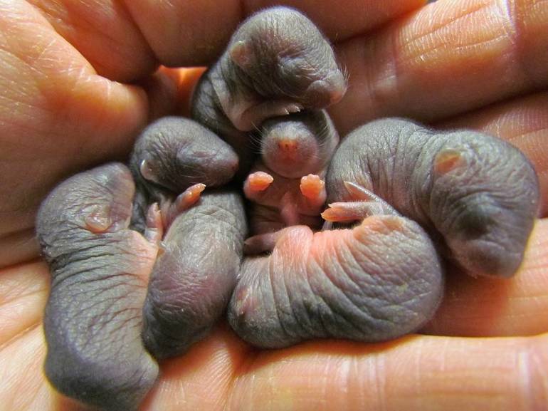 Cuccioli di talpa