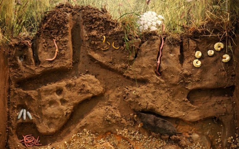 La talpa scava fino a 20 metri di tunnel al giorno.