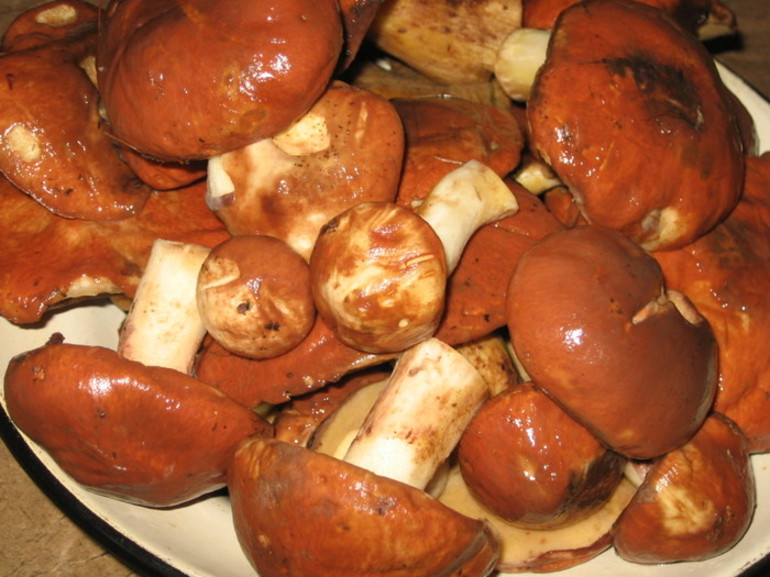 Funghi oleosi