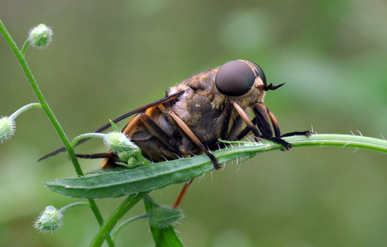Gadfly comum