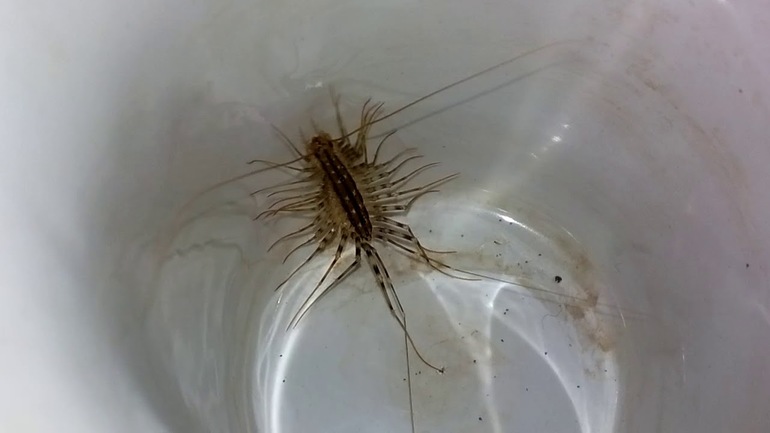 Am einfachsten ist es, die Fliegenfalle loszuwerden