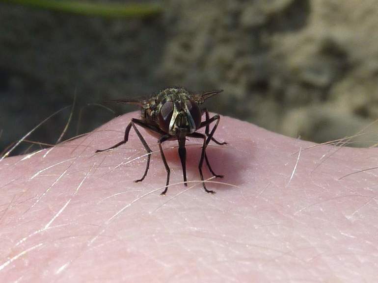  Nebezpečenstvo jednotlivcov, symptómy a poohryzová terapia