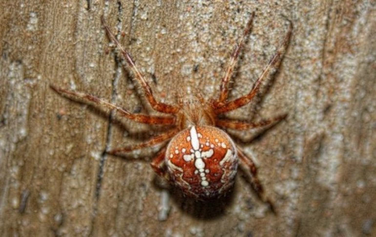 Spider křížový steh fotografie